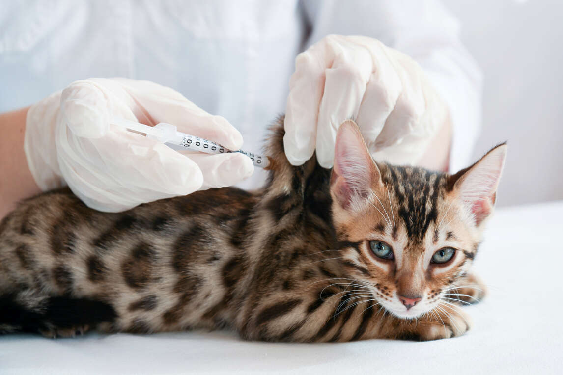 What Are The Recommended Cat Vaccines Importance Schedule And Side