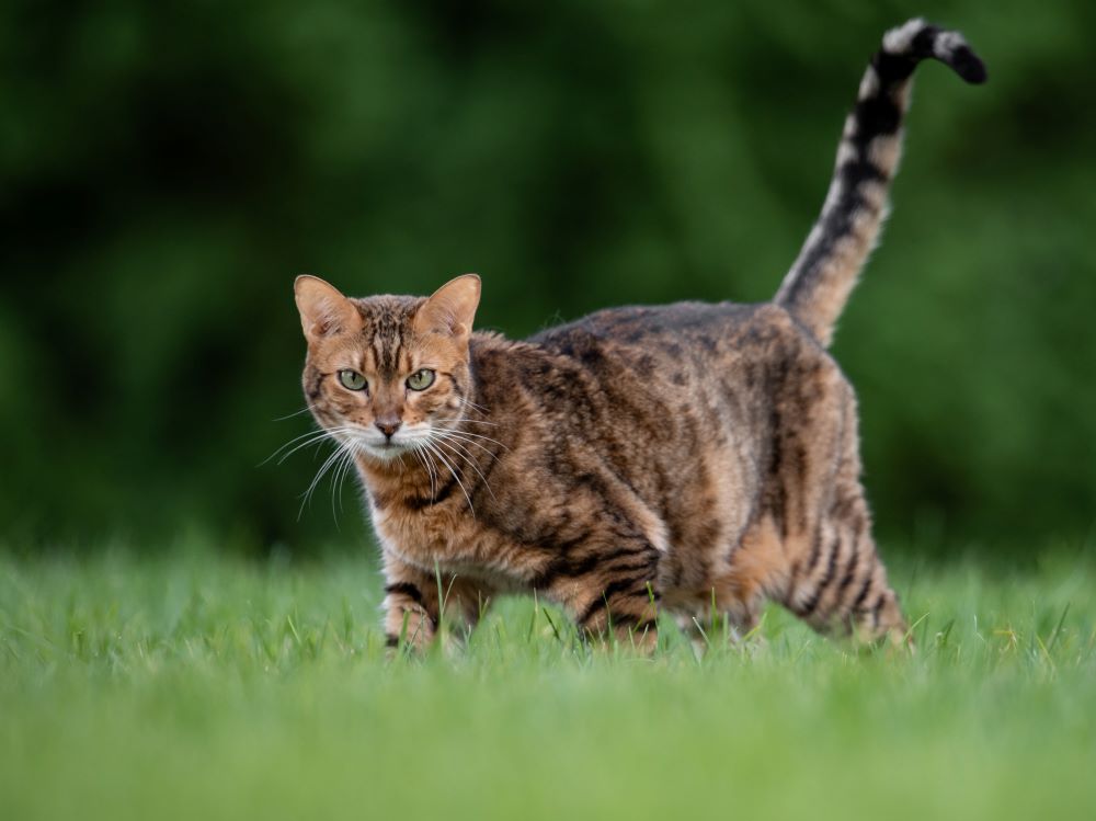 bengal cat portrait