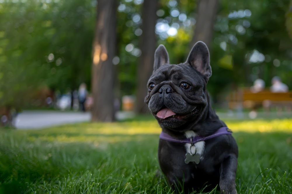 french bulldog in grass