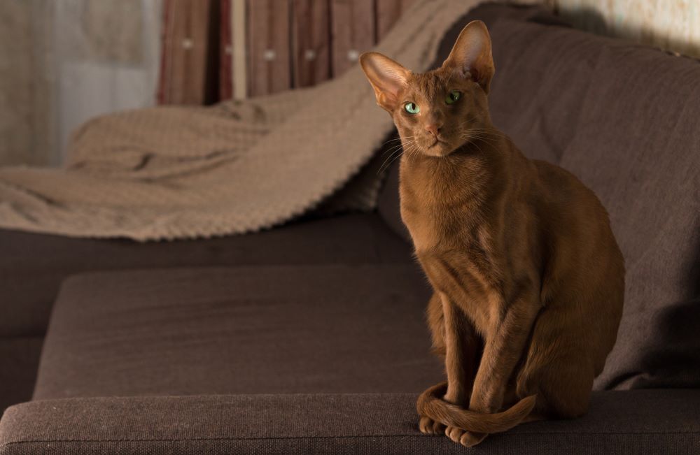 oriental cat sitting in sofa