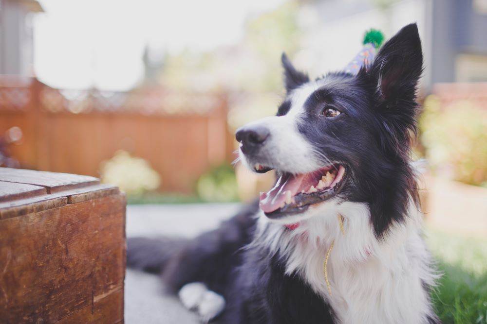 collie dog looking at something