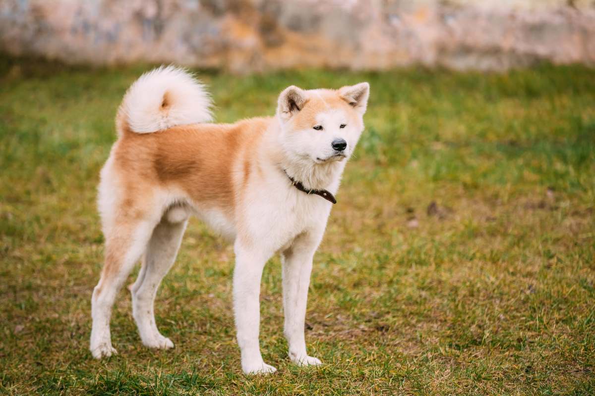 akita inu japanese dog at outdoor