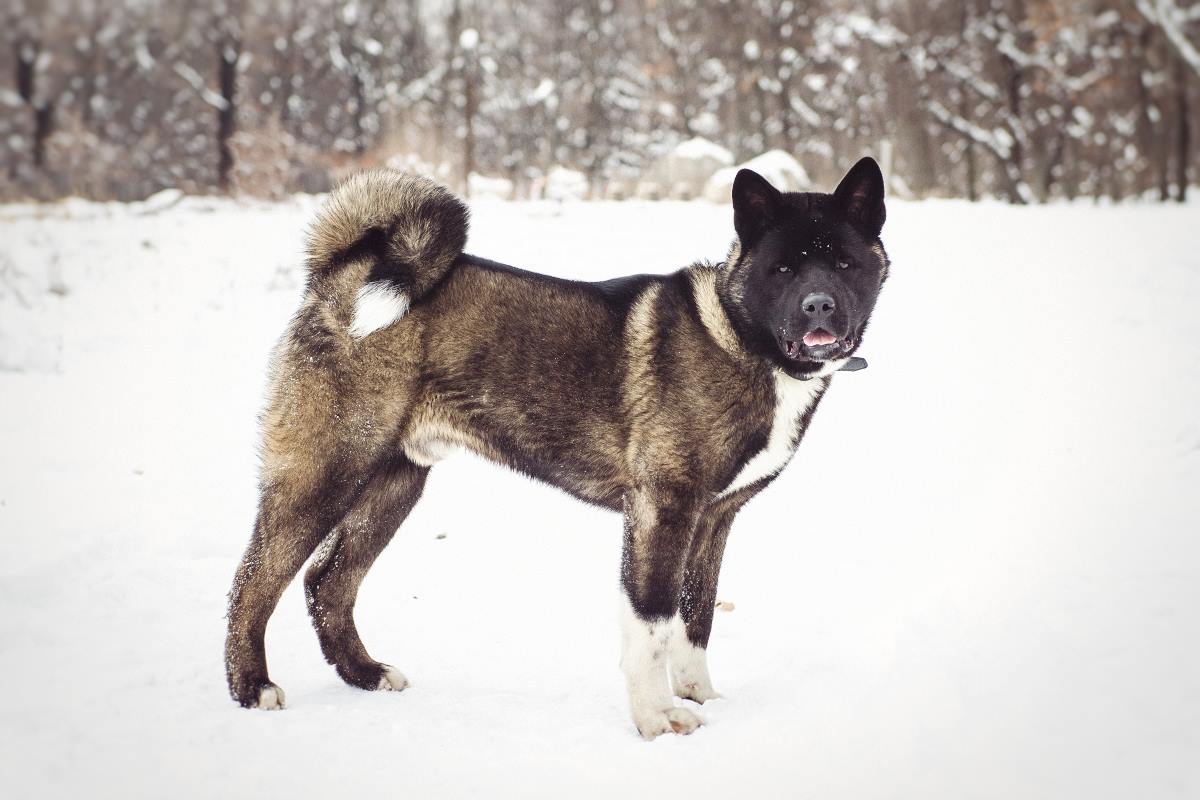 dark color alaskan malamute dog