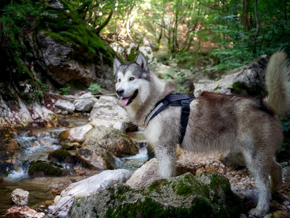 alaskan malamute dog in the forest