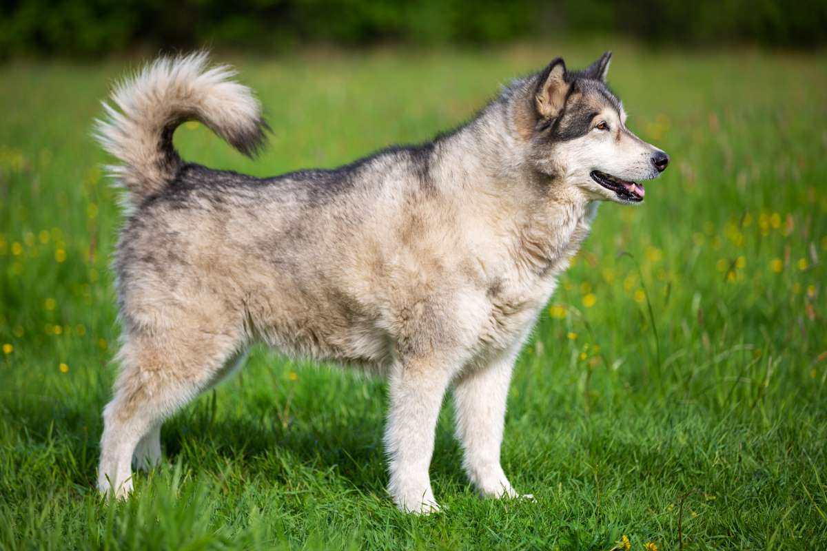 alaskan malamute dog