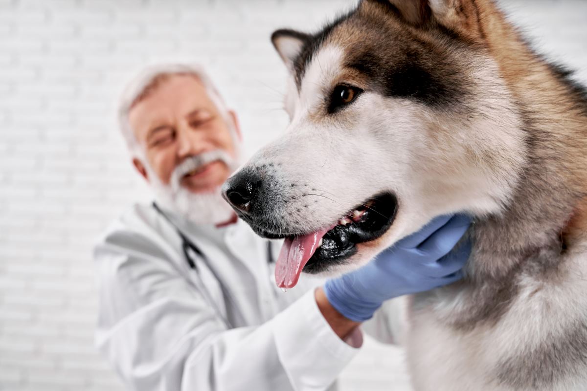 alaskan malamute dog and veterinarian