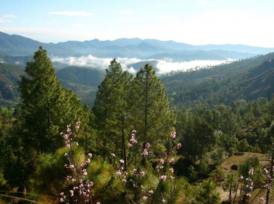 almora in uttarakhand