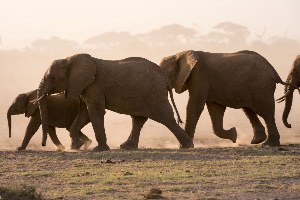 group of elephant running