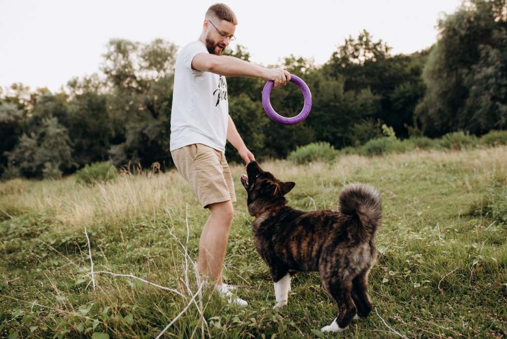 american akita dog with a guy