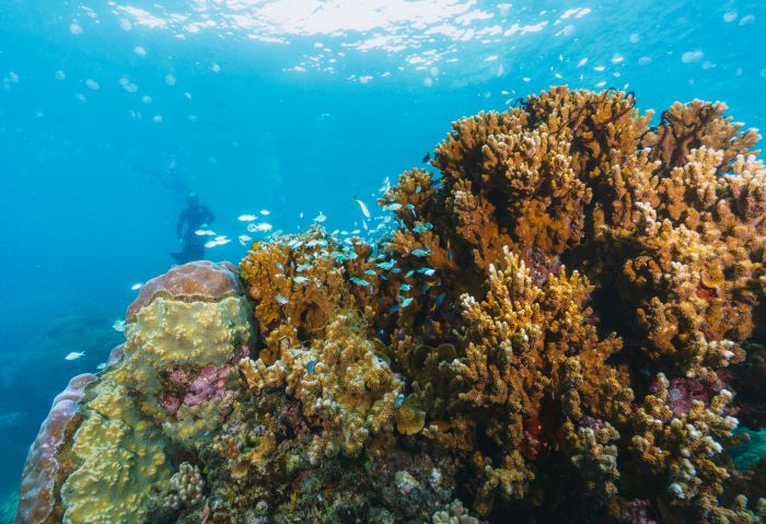 coral reef and behind one scuba diver