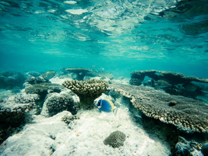 one fish above the coral reef