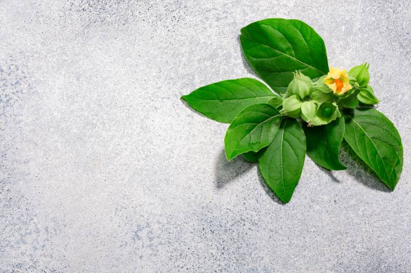 ashwagandha-leaves-and-fruits