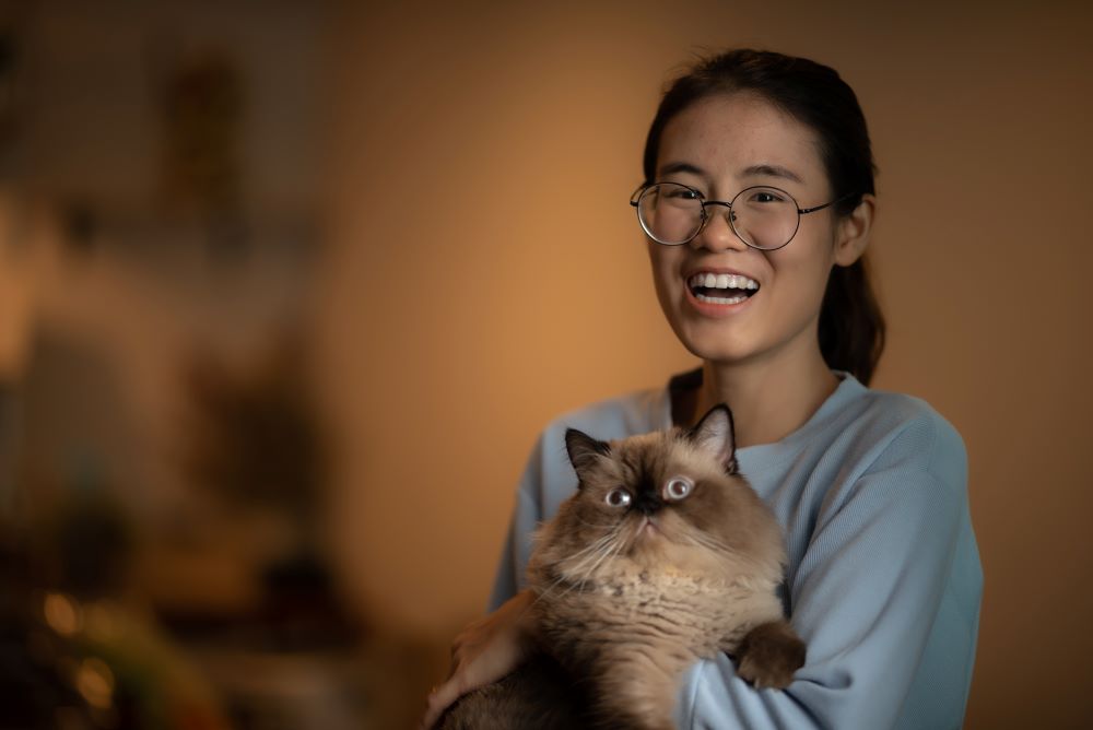 himalayan cat in hand of a woman