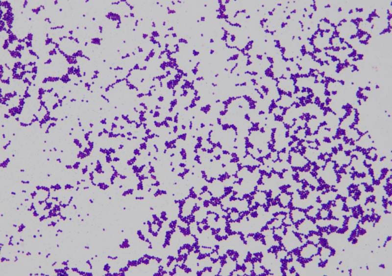 staphylococcus-aureus 