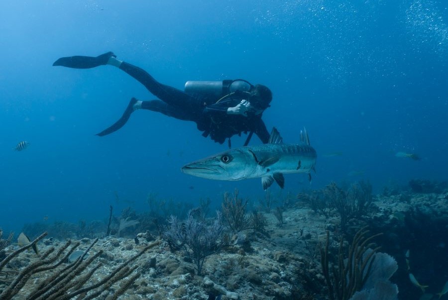 suba diver clicking picture of fish