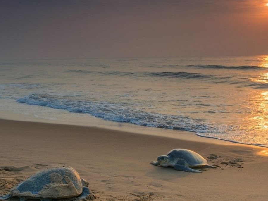 balighai beach in puri