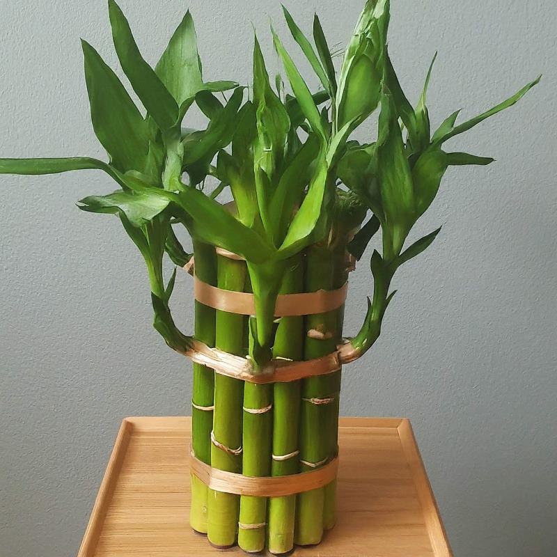 Bamboo Plant