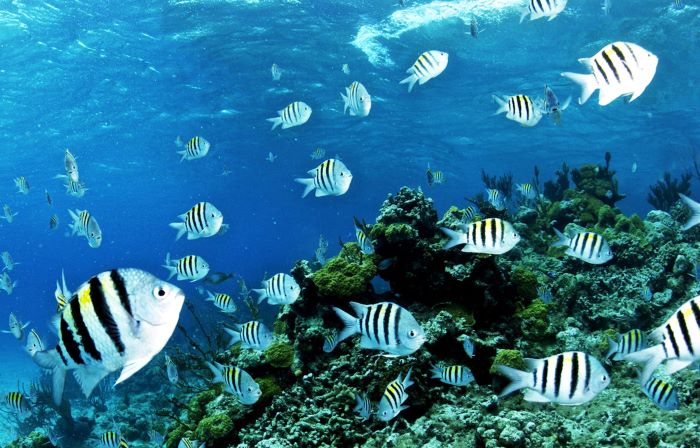 group of white fishes passing