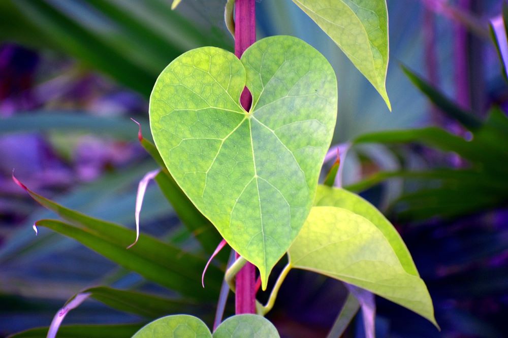 benefits-of-guduchi-leaved-moonseed