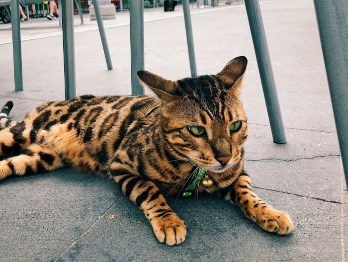 bengal cat lying on a street