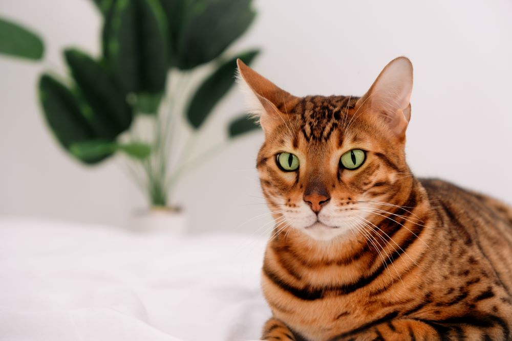 close up of bengal cat