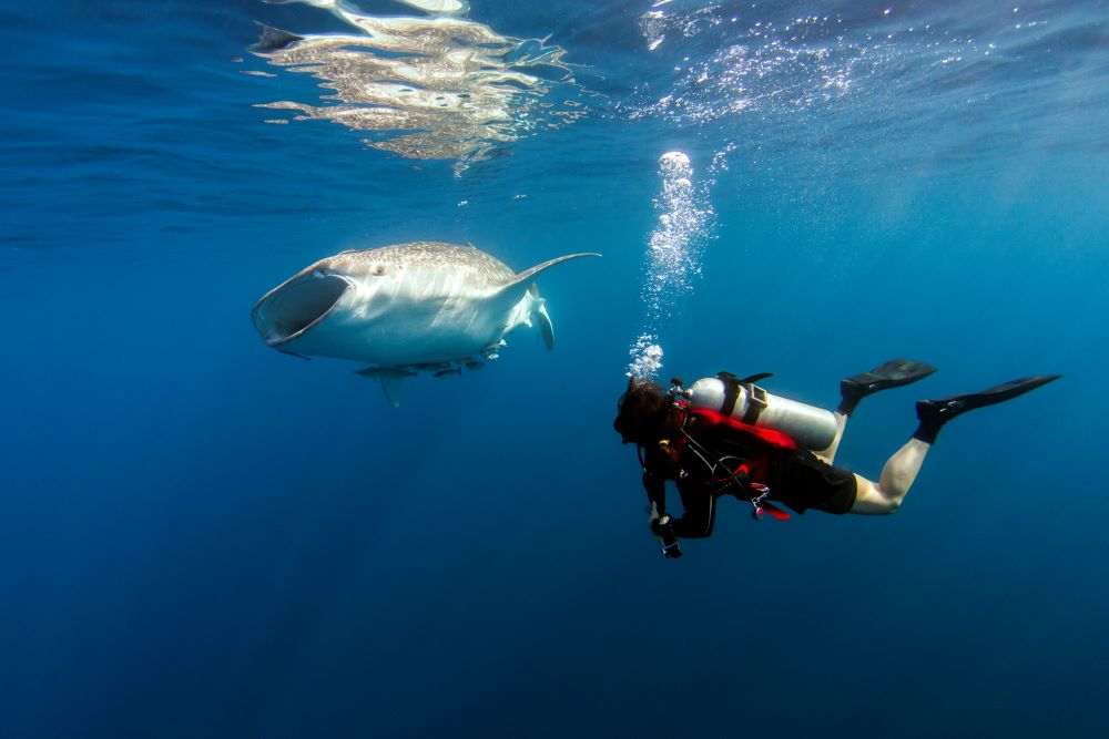 scuba diver with fish