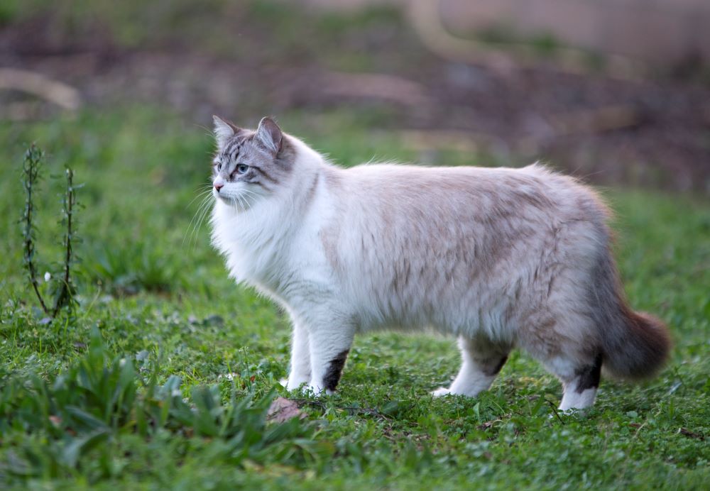 Birman Cat Breed Information, Characteristics & How to Take Care