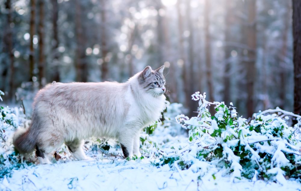 Birman Cat Breed Information, Characteristics & How to Take Care