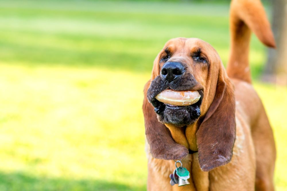 bloodhound dog