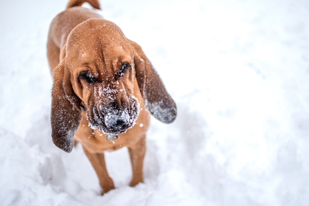 bloodhound dog playing