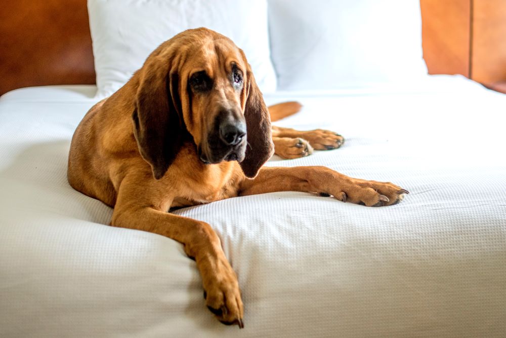 bloodhound dog on a bed