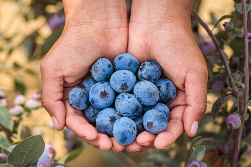 blueberries