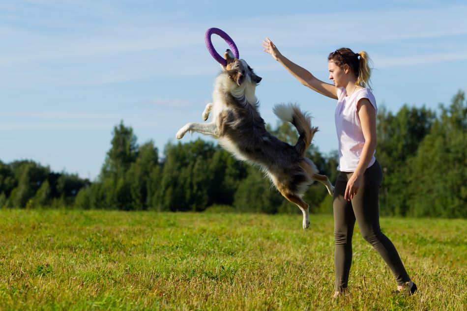 owner training collie dog