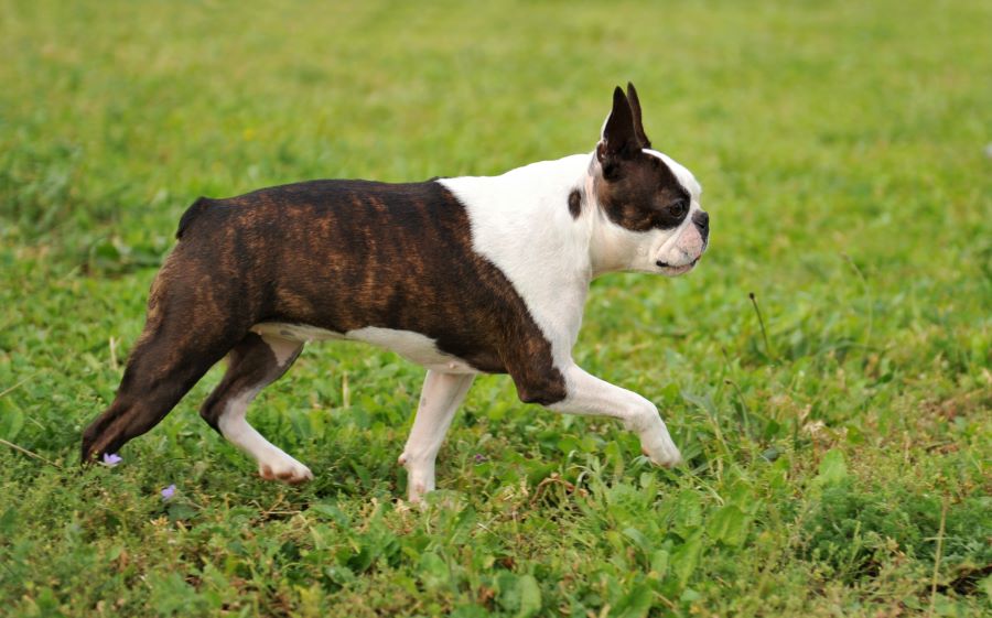 Boston Terrier Dog Breed Information, Characteristics & How to Take Care