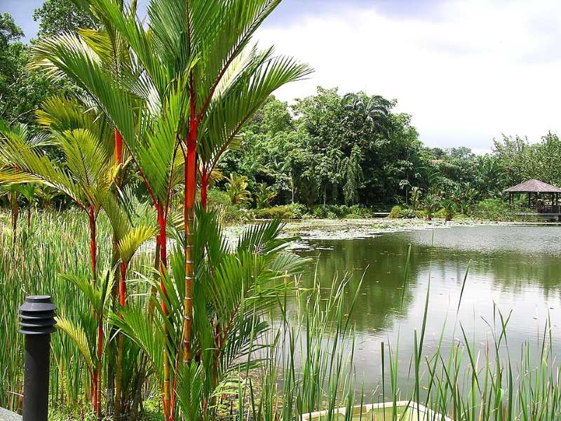 botanical gardens cluny road