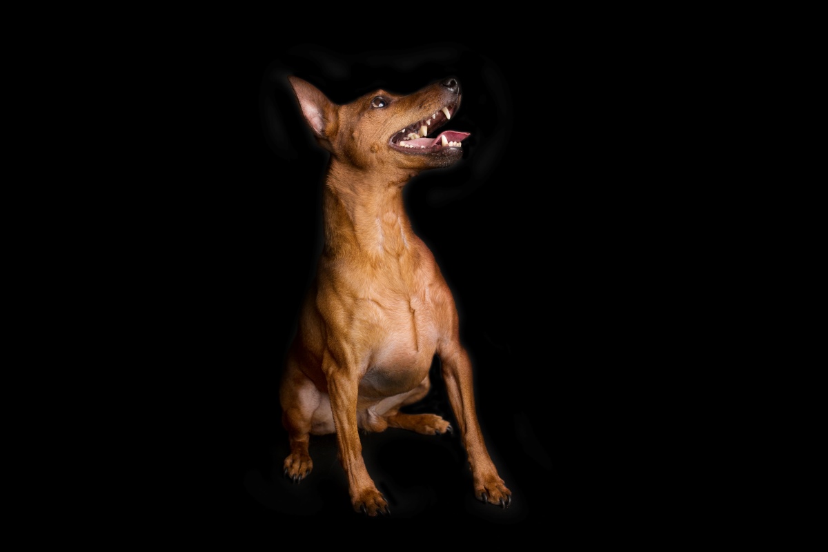 miniature pinscher dog