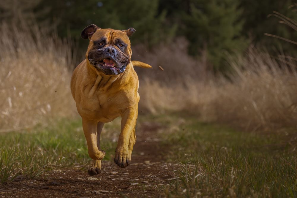 bull mastiff dog training