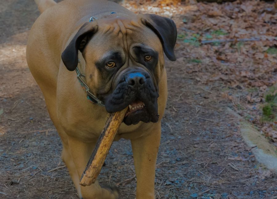 bull mastiff dog