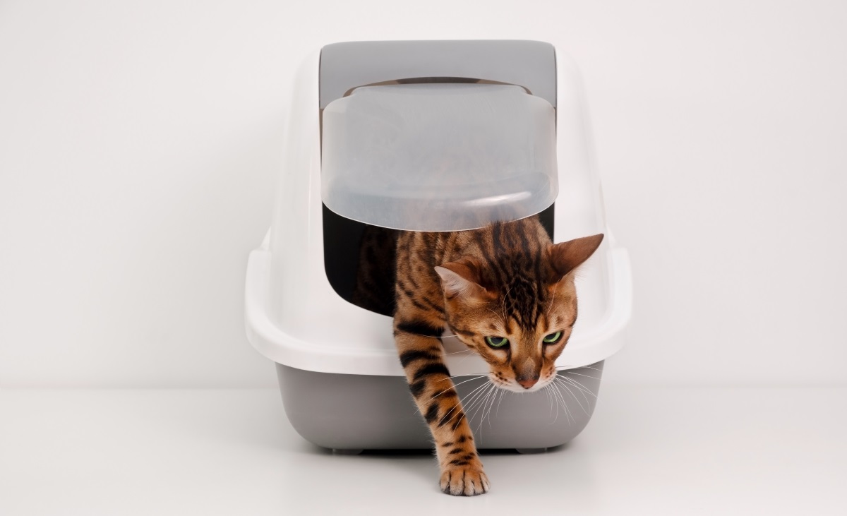 cat litter box