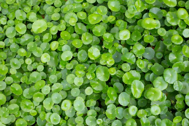 centella-asiatica-gotu-kola-leaves