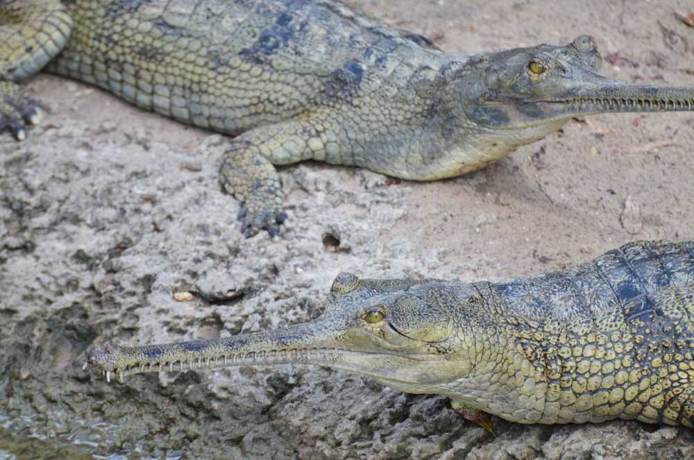 view of alligators in chambal wildlife sanctuary