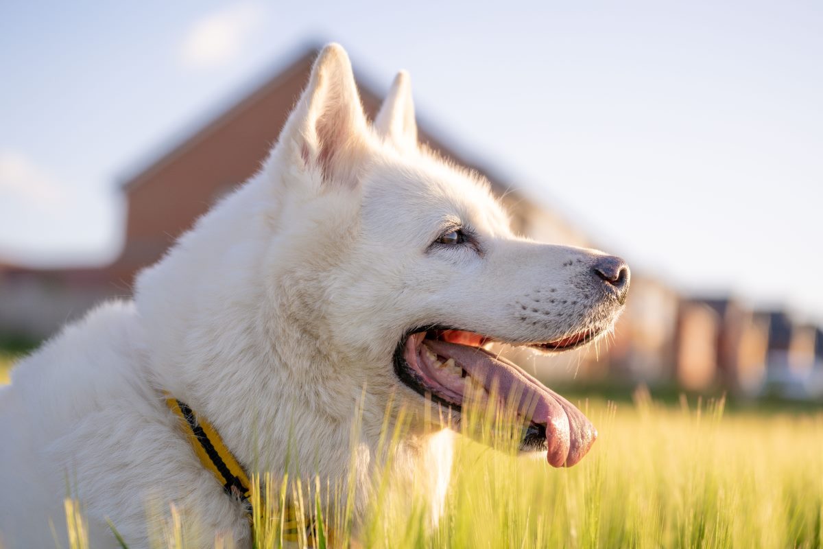 white akita dog in the sunshine