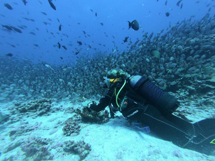 a female scuba diver with a bunch of fishes