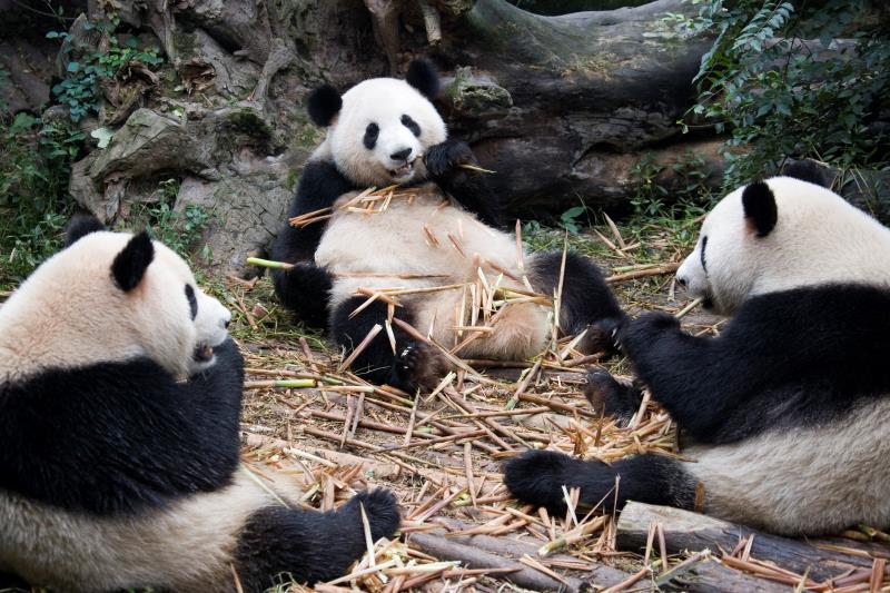 chengdu research base of giant panda breeding chengdu