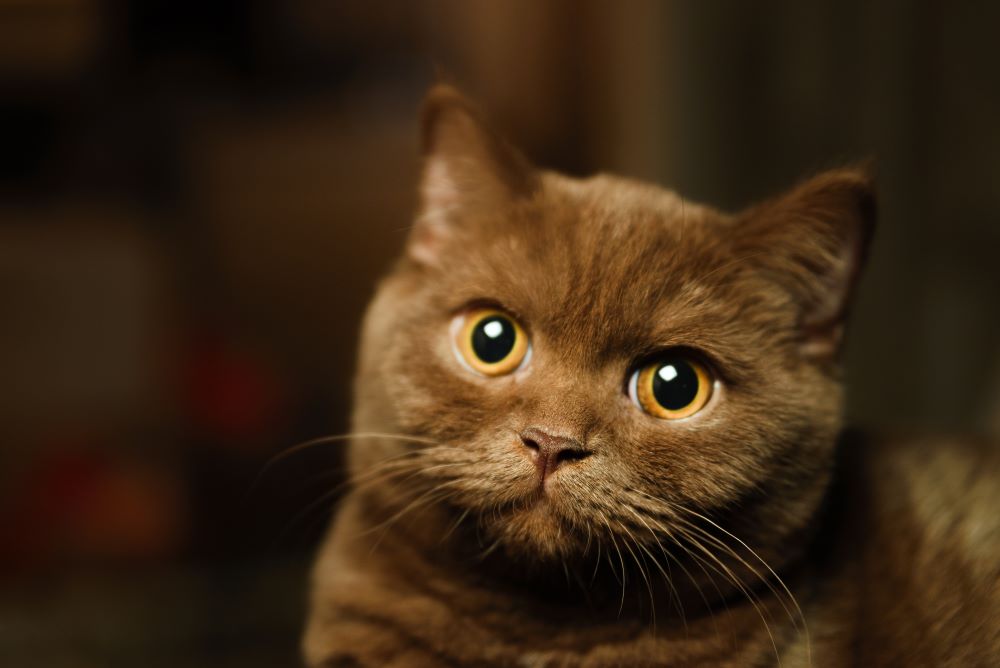 british shorthair cat close up