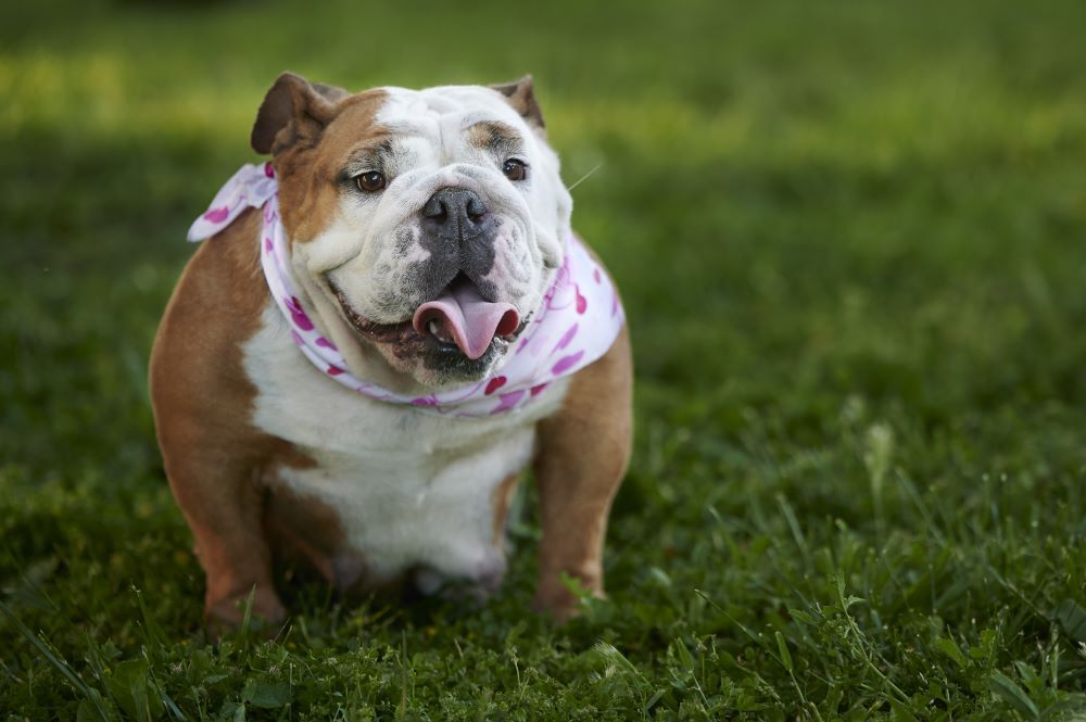 english bulldog looking