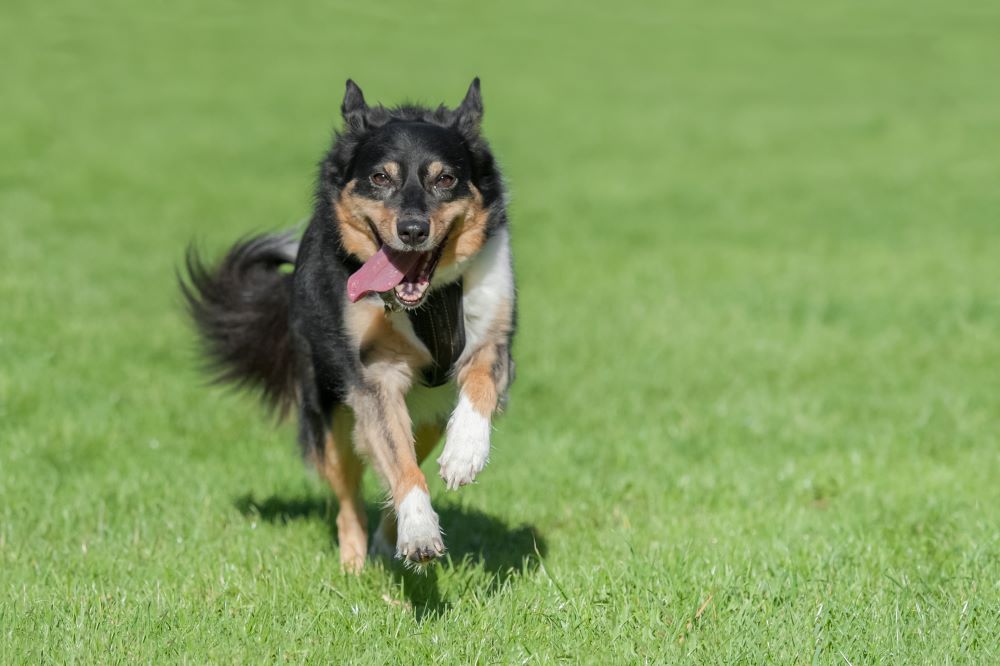 collie dog running