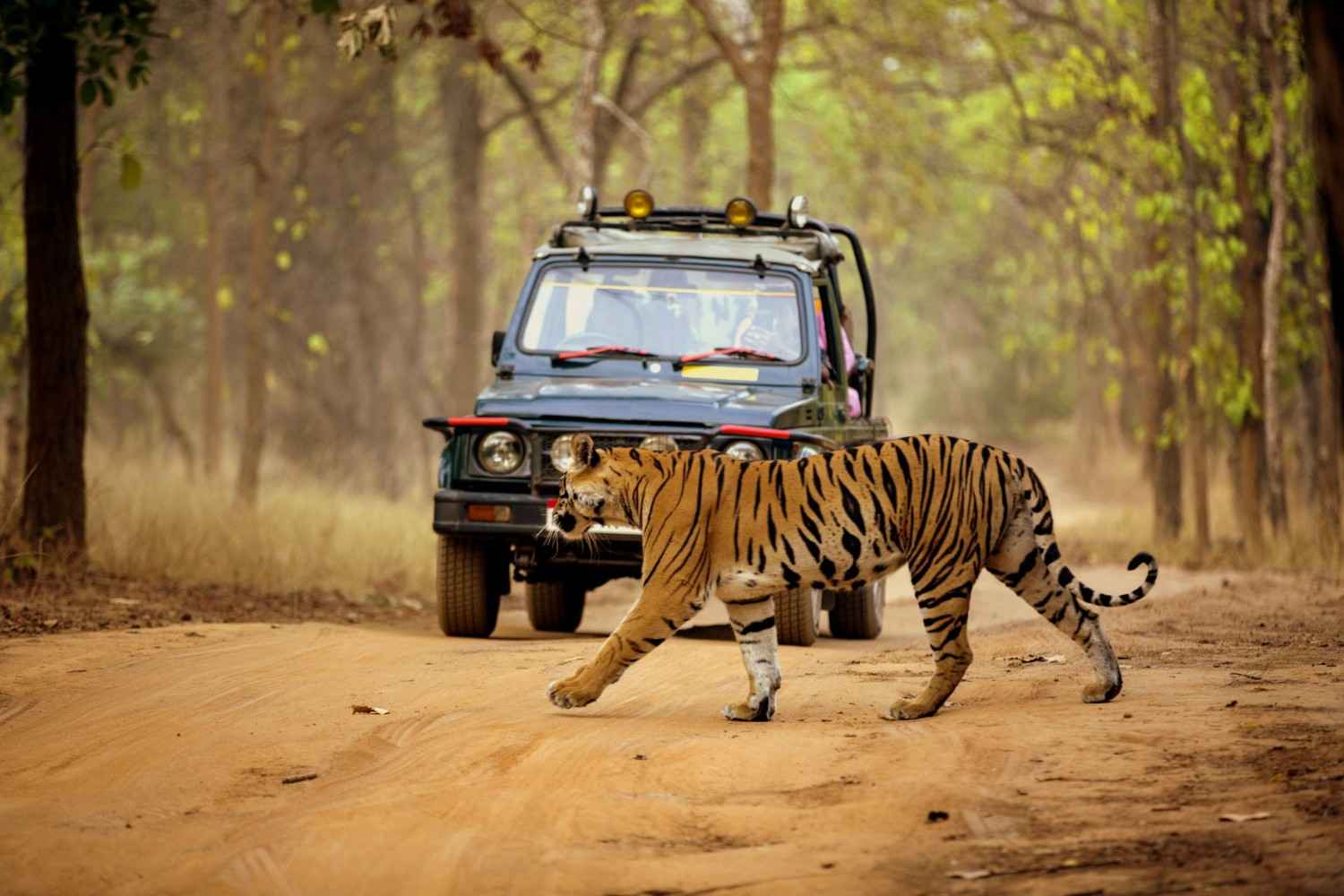 10 best forest %26 wildlife safaris to visit in karnataka