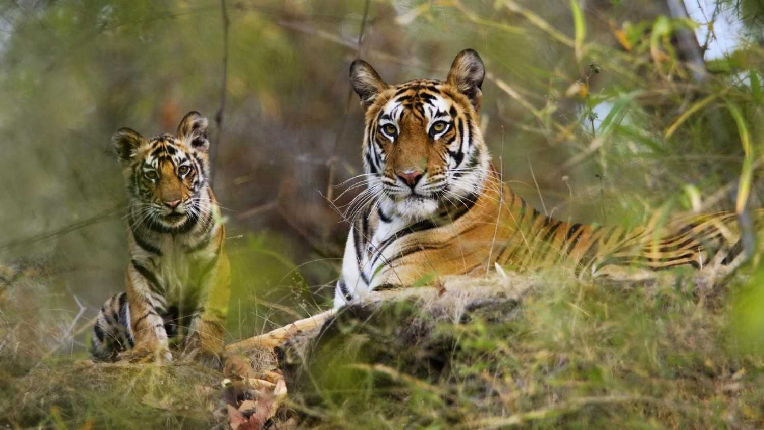 10 best wildlife safaris to visit in madhya pradesh