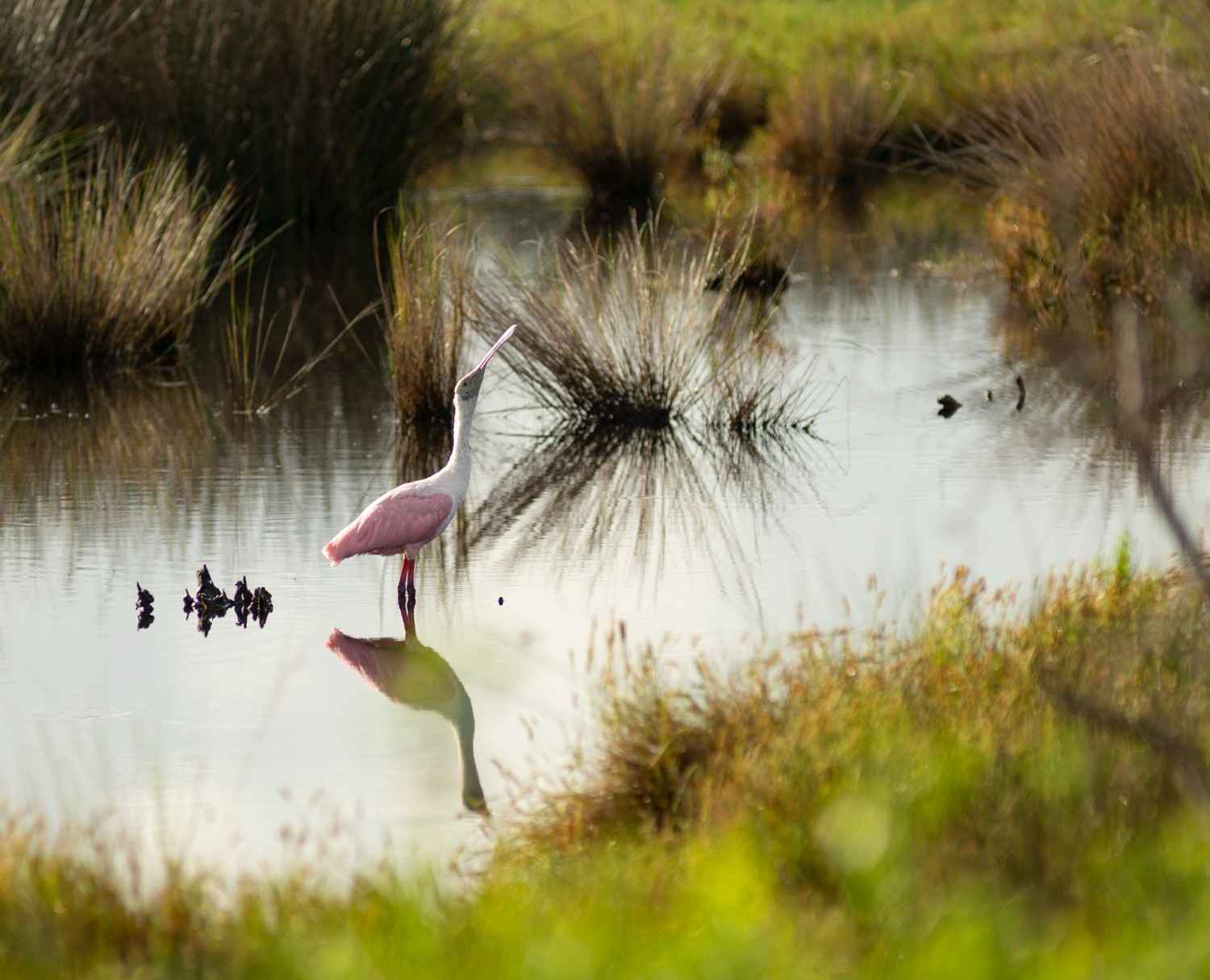 12 most famous and largest bird sanctuaries to visit in karnataka